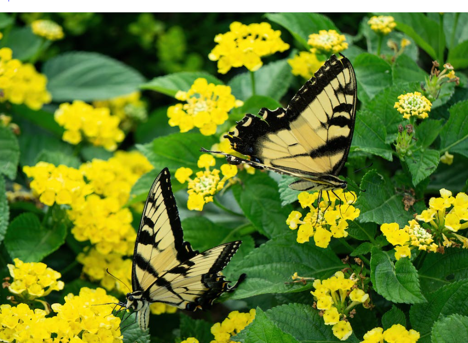 Planting milkweed to create habitat for monarch butterflies